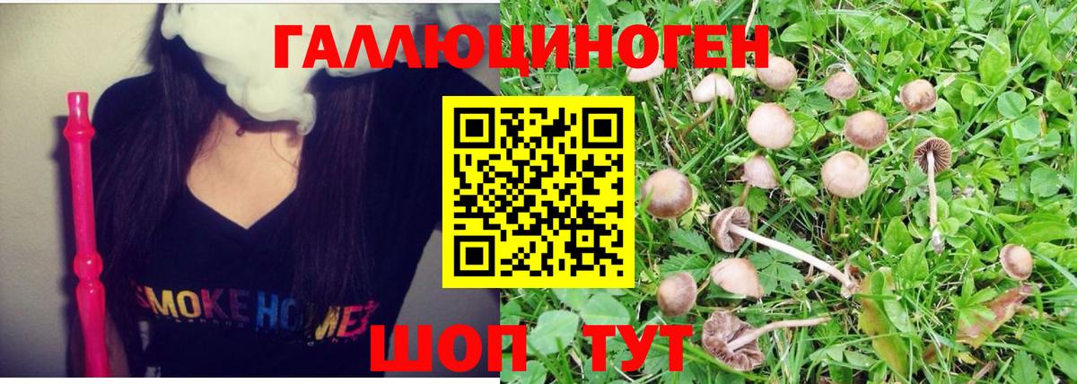 Псилоцибиновые грибы Psilocybe Кисловодск